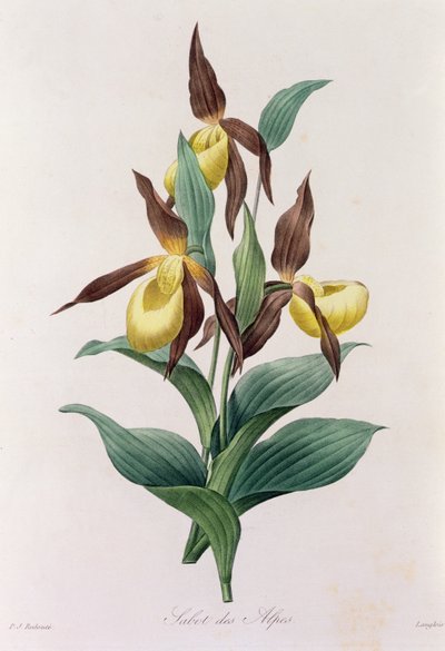 Alpen-Sabot von Pierre-Joseph Redouté