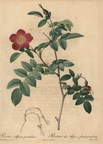 Šarlatová alpská růže, Rosa pendulina od Pierre Joseph Redouté