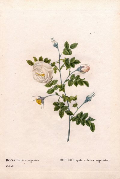 Silberblütige Rose, Rosa tomentosa. Handkolorierter Kupferstich aus Pierre Joseph Redoutés „Les Roses“ von Pierre Joseph Redouté