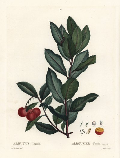 Jahodník, Arbutus unedo. Ručně kolorovaná tečkovaná rytina podle ilustrace Pierre-Joseph Redoute z Treat des Arbres et Shrustes, Paříž Henriho Louise Duhamela du Monceau od Pierre Joseph Redouté