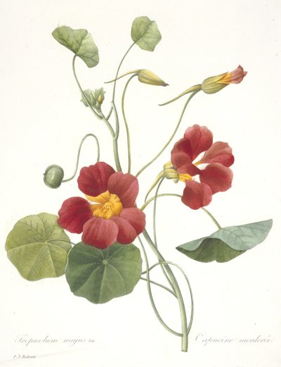 Tropaeolum majus (Nasturtium zahradní), 1827 od Pierre Joseph Redouté