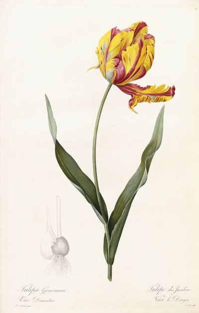 Tulipa Gesneriana - Tulipán zahradní od Pierre Joseph Redouté