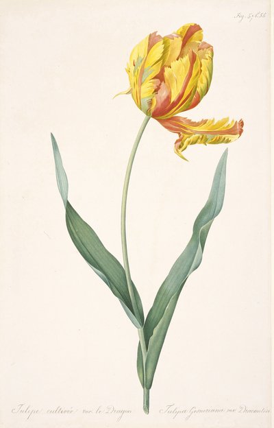 Tulipa Gesneriana var. Tulipán dračí papoušek, 1816. od Pierre Joseph Redouté