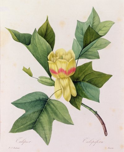 Tulipifera (barevná rytina) od Pierre-Joseph Redouté