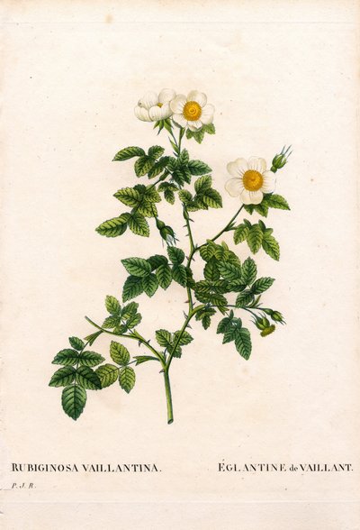 Vaillants Süßbriar-Rose, Rosa rubiginosa von Pierre Joseph Redouté