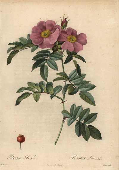 Violet Virginia růže, Rosa virginiana od Pierre Joseph Redouté