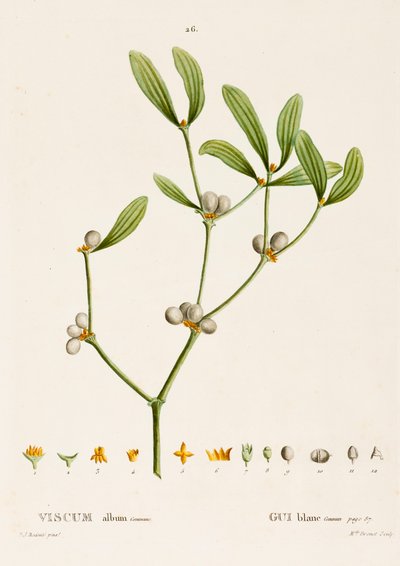 Viscum white L. Jmelí, c1800-1830. od Pierre Joseph Redouté