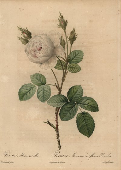 Závěsný od Pierre Joseph Redouté