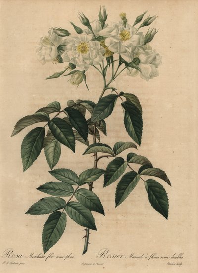 Bílá pižmová růže, Rosa moschata od Pierre Joseph Redouté