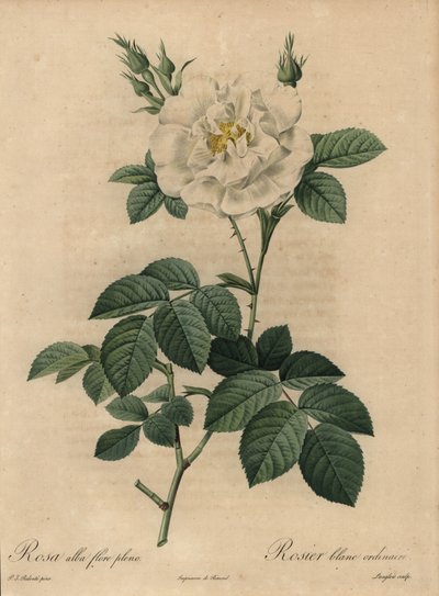 Bílá růže, Rosa alba flore pleno, Obyčejná bílá růže od Pierre Joseph Redouté