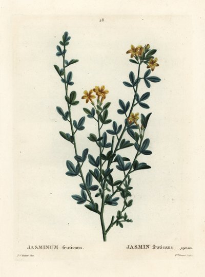 Divoký nebo žlutý jasmín, jasminum fruticans. Ručně kolorovaná tečkovaná rytina slečny Brenetové podle ilustrace Pierra-Josepha Redoutea z Treat des Arbres et Shrustes, Paříž Henriho Louise Duhamela du Moncel od Pierre Joseph Redouté