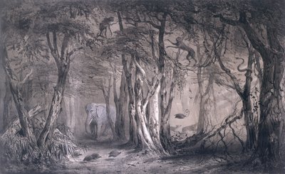 Panenský les na okraji Modrého Nilu, z Voyages au Soudan Oriental et dans lAfrique Septentrionale od Pierra Tremauxe (1818-95), vyryto Tirpenne a J. Gaildrau, 1852 od Pierre Tremaux