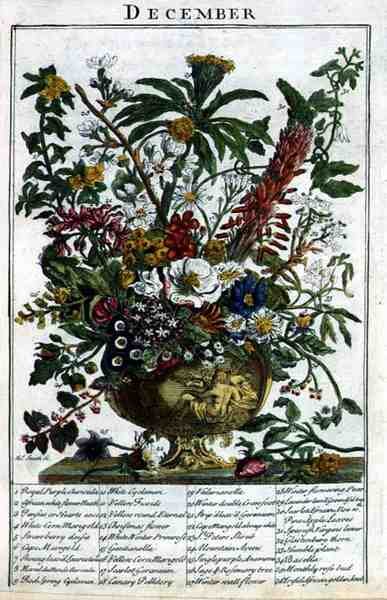 Prosinec, z knihy "The Flower Garden Displayed" od Roberta Furbera (asi 1674-1756), vyryl James Smith, vyd. 1732 (kolorovaná rytina) od Pieter (after) Casteels