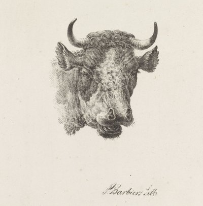býčí hlava od Pieter Bartholomeusz. Barbiers