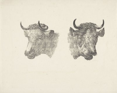 Dvě býčí hlavy od Pieter Bartholomeusz. Barbiers