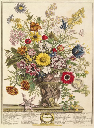 Listopad, z „Dvanáct měsíců květů“ od Roberta Furbera (asi 1674-1756), vyryto Henrym Fletcherem (barevná rytina) od Pieter Casteels