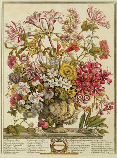 října, z „Dvanáct měsíců květů“ od Roberta Furbera (asi 1674-1756), vyryto Henrym Fletcherem (barevná rytina) od Pieter Casteels