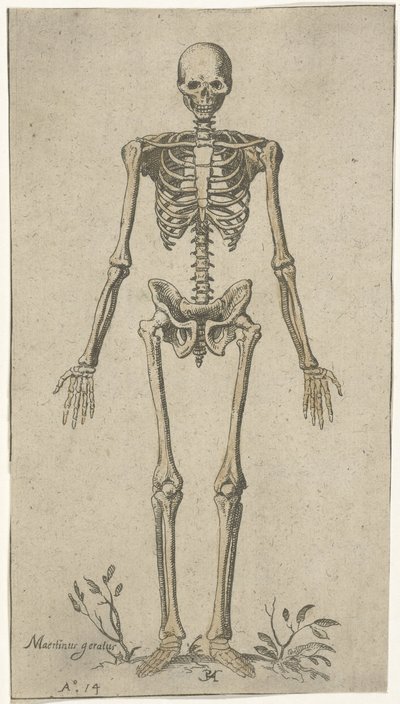 Mužská kostra při pohledu zepředu Anatomické studie (název série) od Pieter Feddes van Harlingen