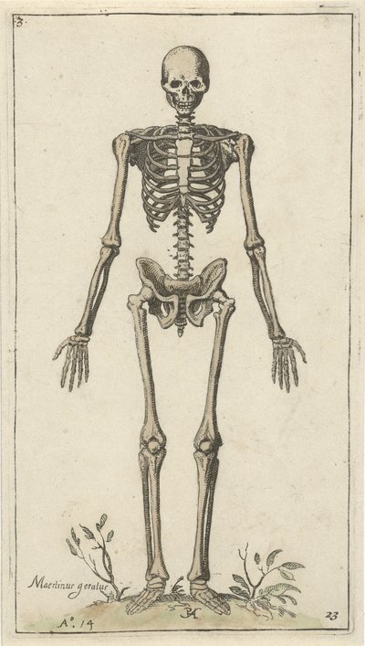 Mužská kostra při pohledu zepředu Anatomické studie (název série) od Pieter Feddes van Harlingen