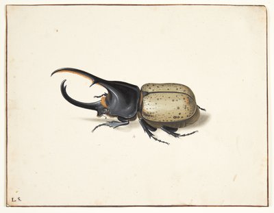 V herkulesbille (dynastes hercules) od Pieter Holsteijn