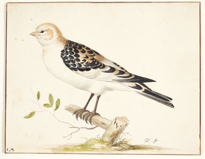 U snespurv (plectrophenax nivalis) od Pieter Holsteijn