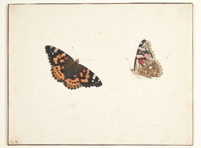 Dvě studie bodláku (vanessa cardui l.) od Pieter Holsteijn