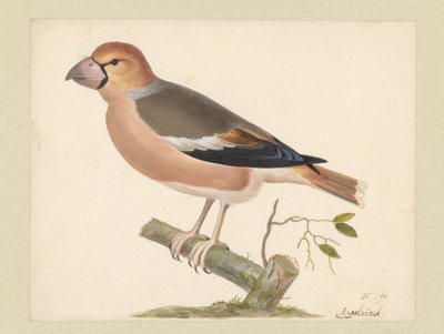 jabloň plstnatý od Pieter Holsteyn (I)
