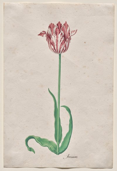 Studie tulipánu (Anvaers) od Pieter Holsteyn II