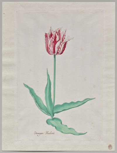 Study of a Tulip (Perregoen Machieu)   1312887   cs       czech Successfully Translated  Original: La provocation Translat: La provocation 1228903 cs czech Successfully Translated Original: Tororojiru Shop at Mariko from the series 53 Stations of Tokaido T od Pieter Holsteyn II