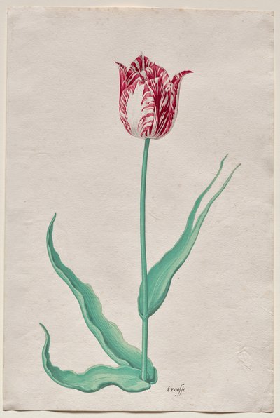 Studie tulipánu (
