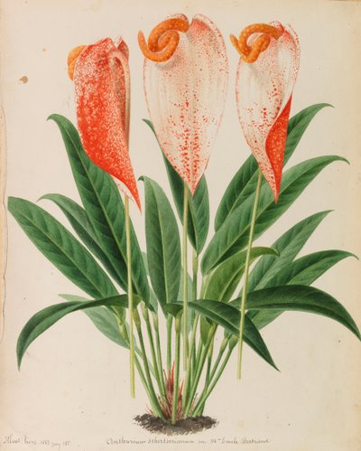Originály publikací o zahradnictví a sadařství, 1878-1881. od Pieter Joseph de Pannemaeker