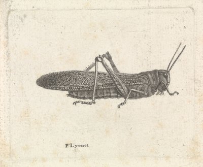 Saranče od Pieter Lyonet