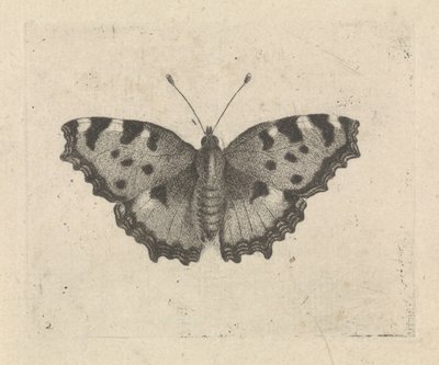 Motýl od Pieter Lyonet