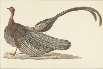 Bažant Argus od Pieter Pietersz. Barbiers