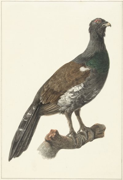 Auerhaan od Pieter Pietersz. Barbiers