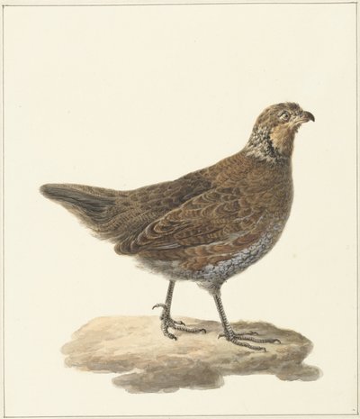 Bobwhite (Colinus virginianus) od Pieter Pietersz. Barbiers