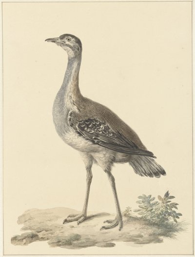 Denhamova past (Neotis denhami) od Pieter Pietersz. Barbiers