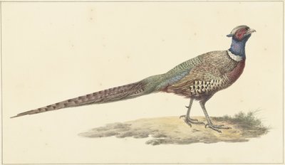 Bažant od Pieter Pietersz. Barbiers