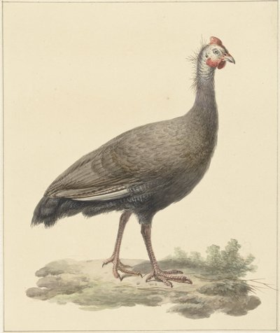 Helmparelhoen od Pieter Pietersz. Barbiers