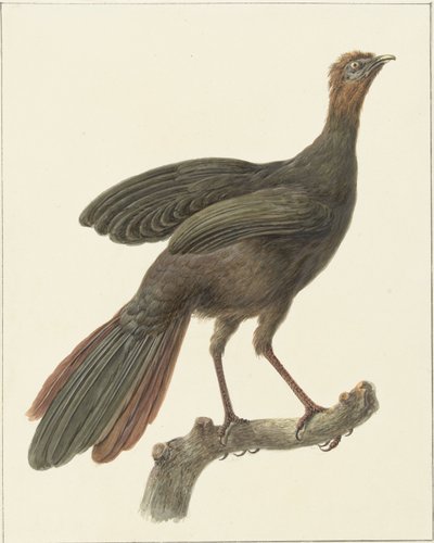 Kuifsjakohoen (Penelope purpurascens) od Pieter Pietersz. Barbiers