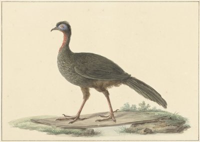 Marailsjakohoen (Penelope marail) od Pieter Pietersz. Barbiers