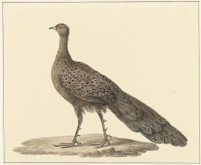Spiegelpauw od Pieter Pietersz. Barbiers