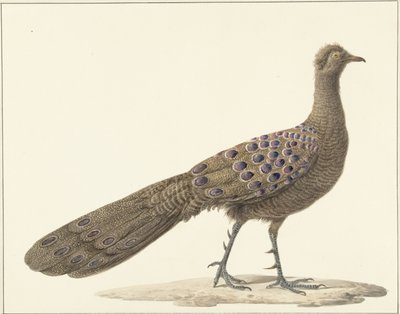Spiegelpauw od Pieter Pietersz. Barbiers