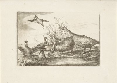 Eenden en ganzen Různí ptáci (název série) Nejdokonalejší figurky různých ptáků (...) (název série) od Pieter Schenk (I) (attributed to)