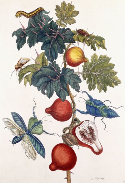 Metamorfóza různých druhů hmyzu, 1726 od Pieter Sluiter or Sluyter
