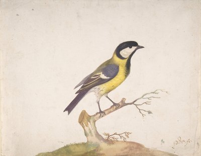 Sýkora velká Parus major sedící na větvi, 1670-93. od Pieter Withoos