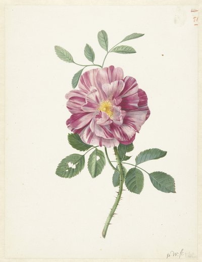 galská růže (Rosa gallica L. 