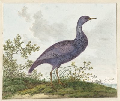 Chřástal skvrnitý (Porzana porzana) ? od Pieter Withoos