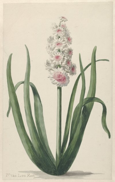 Kvetoucí hyacint od Pieter van Loo