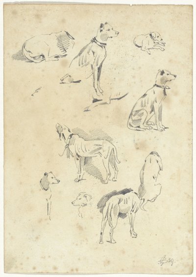 Studie psů od Pieter van Loon